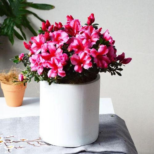 比利时杜鹃西洋杜鹃新品种粉面含春杜鹃花室内盆栽地栽观赏花卉