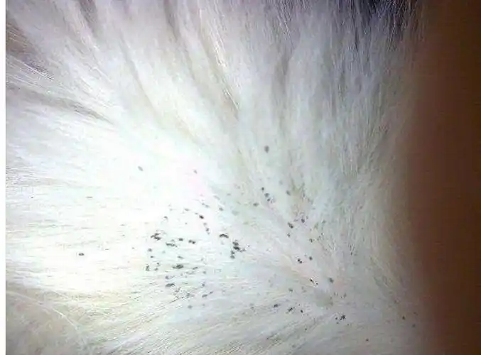 猫跳蚤怎么去除?用什么驱虫药合适?