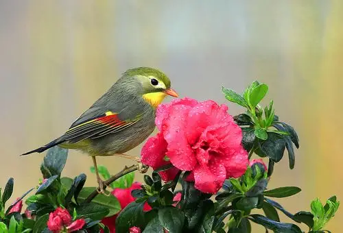 杜鹃花鸟图 - 鸟友论坛 - photofans摄影网