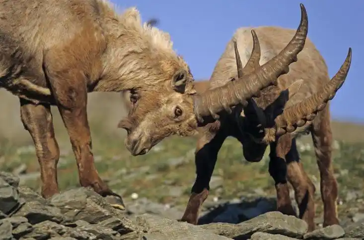 公羊打架图片