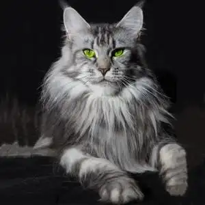 赛级缅因猫纯种巨型银虎斑宠物猫活体烟灰色森林猫幼猫棕虎斑家养