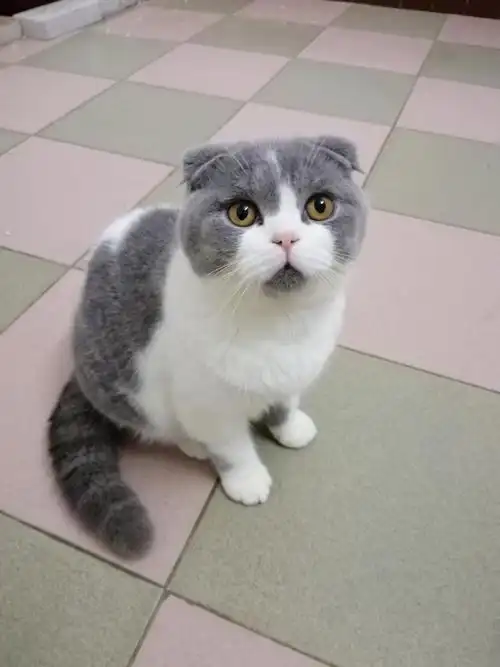 cfa单血统蓝白英短猫预定