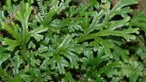 农村人叫它"金龙草",消炎抗癌,很多人不知道