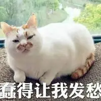 形容人太笨的头像图片_微信头像图片大全