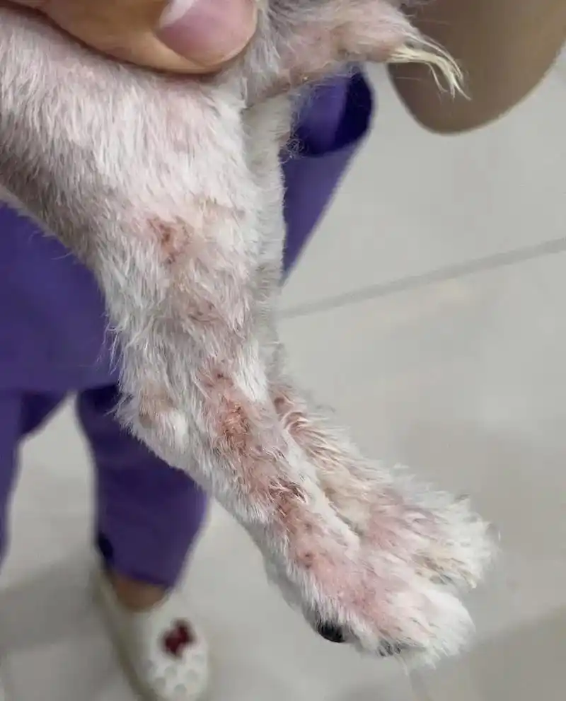 狗狗皮肤病其实很好治的,只要不是很严重咱们在家就能自己处理, - 抖