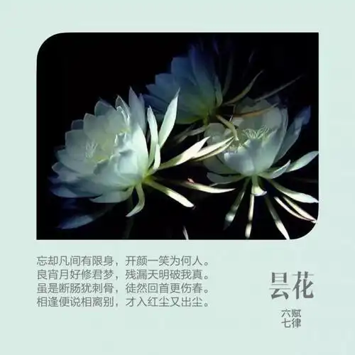 六边昙花剪纸步骤