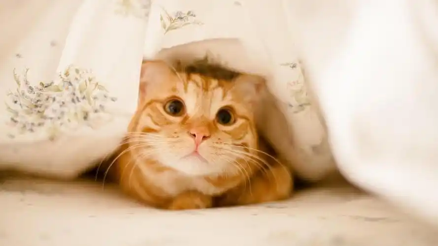 猫咪上一图集:慵懒的喵星人下一图集:初秋五颜六色的蝴蝶梦幻唯美写真