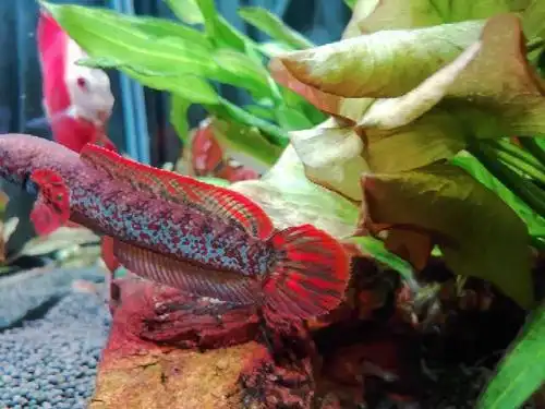 巧克力七彩雷龙对鱼