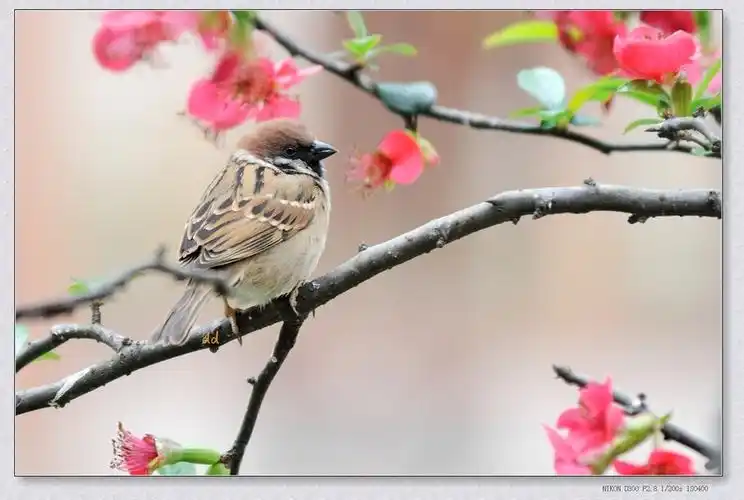 【花鸟!摄影图片】生态摄影_太平洋电脑网摄影部落