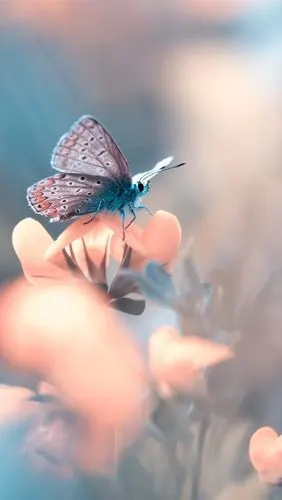 蝴蝶,花卉,背景虚化 iphone 壁纸