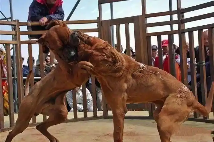 世界最危险的五种狗,如果在路上碰见它们,记得一定要绕道走