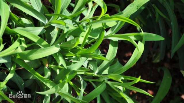 川滇柴胡,多年生草本,根较发达,木质化.