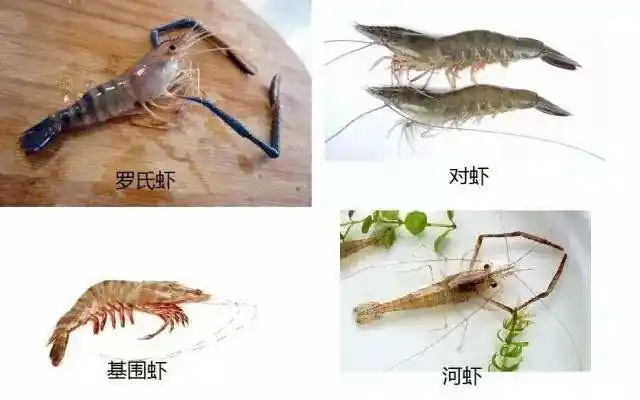 多图预警:教你区别各种虾和龙虾,10多块白虾冒充40多块基围虾,看看你