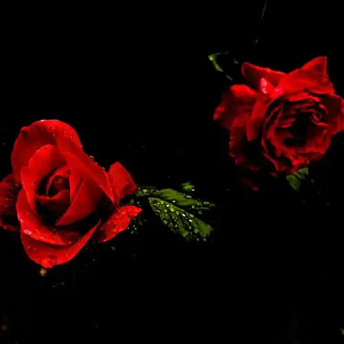 那天下起了雨,我在老城区里找到了两朵小红花.