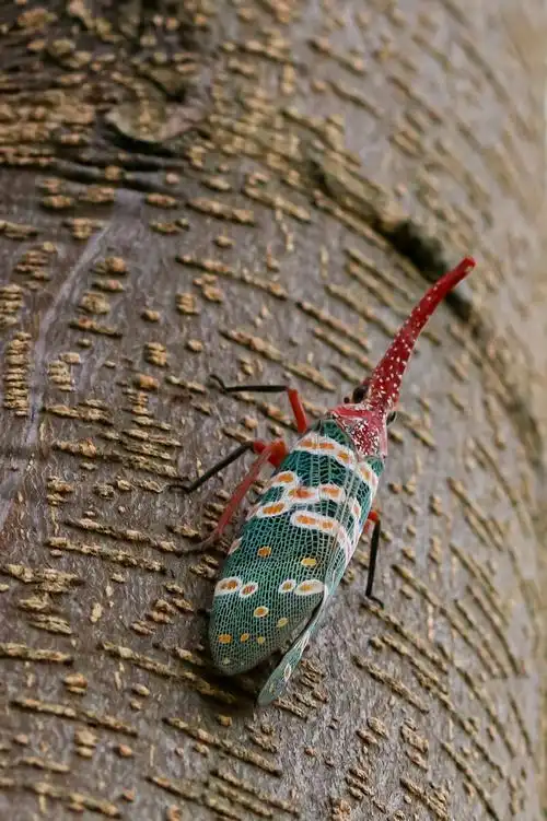 长鼻蜡蝉 - 小米白 - 图虫