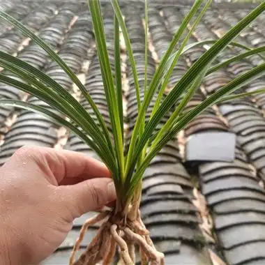 蕙兰精品黄草黄心草黄斑草