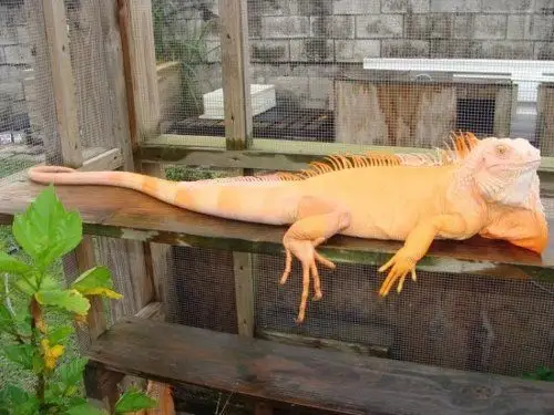 albino iguana 白化鬣蜥