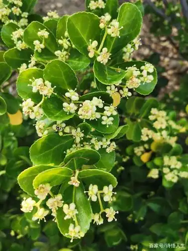 冬青卫矛你认识吗?快来看看吧