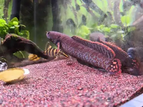 巧克力七彩雷龙