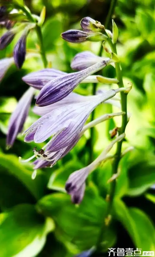 清新淡雅的玉簪花