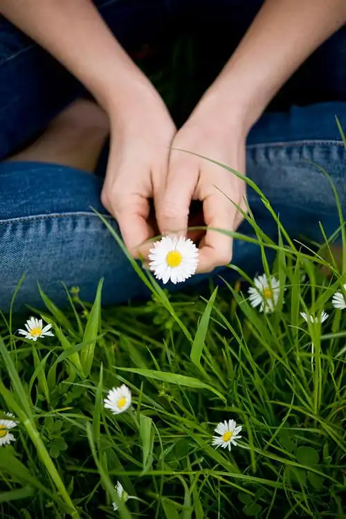特写,女人,拿着,雏菊
