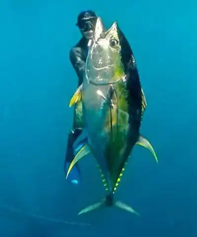 与大多数鱼类不同的是,大西洋蓝鳍金枪鱼是温血动物;它们巨大的游泳