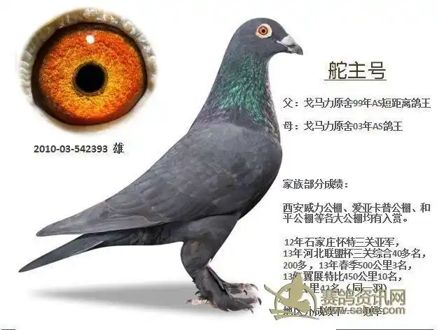 戈马力纯黑毛脚雄鸽,此血系公棚入赏多羽.此鸽骨架硬,龙骨粗后腰有力.