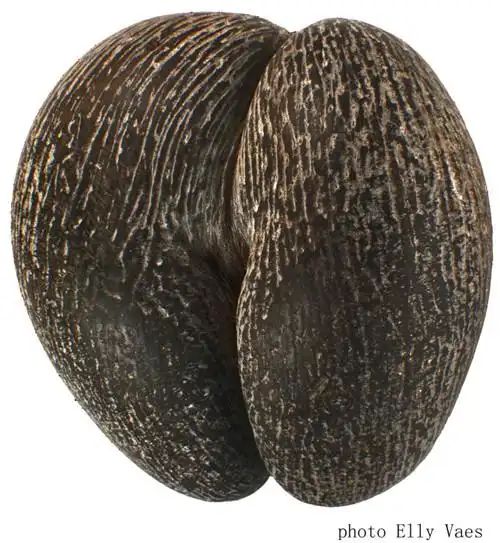 最大的种子海椰子