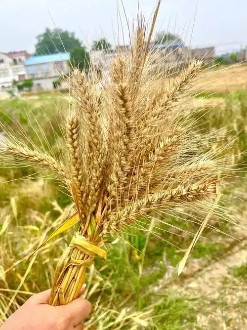 麦田好"丰"光!光明乳业安徽10万亩小麦迎来大丰收_工作_种植_定远