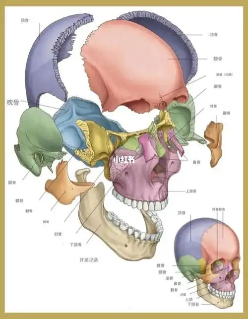 5cm,离颧弓上缘4cm处,于额骨,顶骨,颞骨,蝶骨大翼四骨汇合处,构成"h"