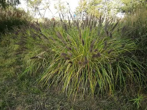 大运河森林公园中的观赏草