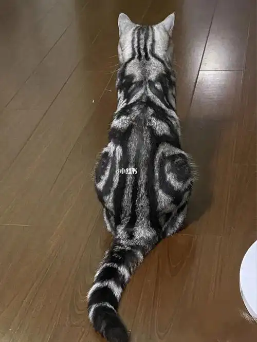 图1-3  老虎91花纹图4-6  美短鱼骨纹06图7-9  美短蝴蝶纹02