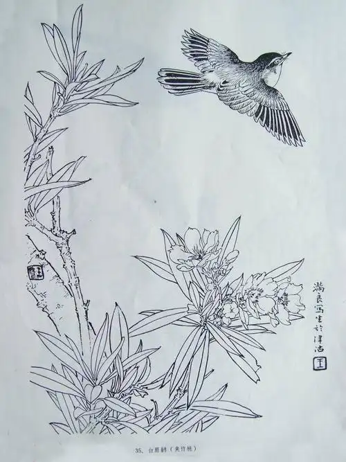 王满良白描花鸟作品欣赏