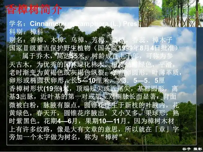 香樟树的详细介绍
