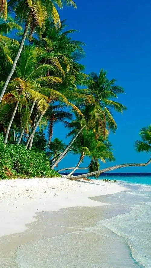 iphone 壁纸 椰树林子海滩