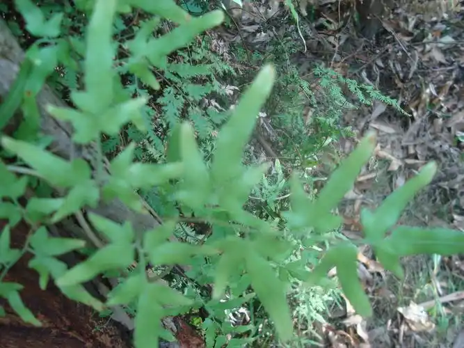 三出小复叶的野生植物,请教植物名.
