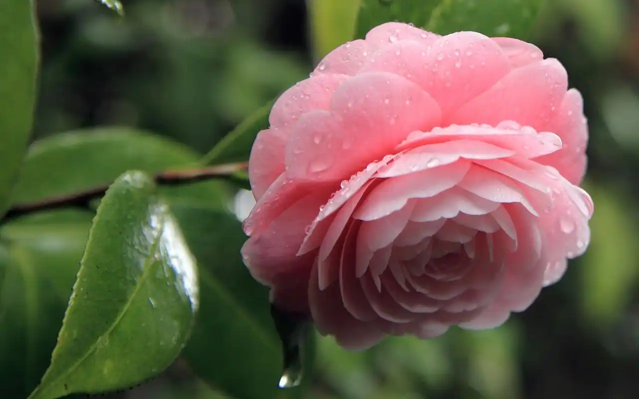 花中娇客之茶花,高清壁纸图片,鲜花背景-回车桌面