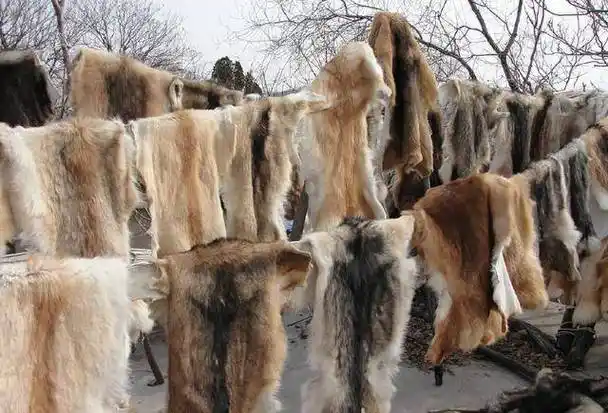 1万件狗皮大衣换来中国空军装备更新换代,如今最后一