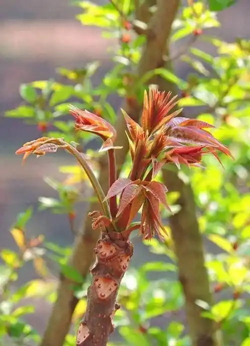 吃香椿的人99%都不知道,香椿有这个秘密!