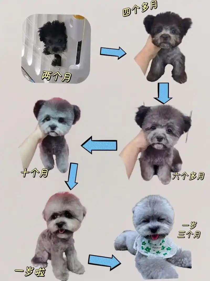 74灰泰迪在出生的时候都是黑色的,随着年龄的增长慢慢开始褪黑.