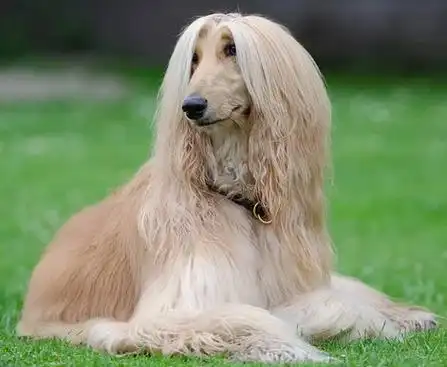 阿富汗猎犬的颜值真的让人惊艳不信你来看