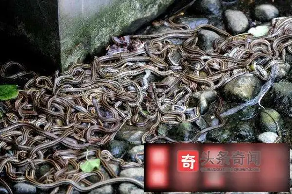 乌克兰蛇岛7,仙女湖蛇岛8,golem grad岛9,越南蛇岛10,千岛湖蛇岛1,加