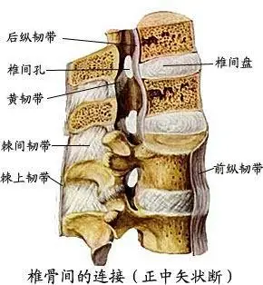 后纵韧带(posterior longitudinal ligament)为附