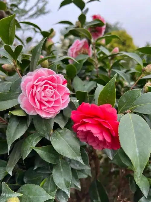 两朵好看的茶花