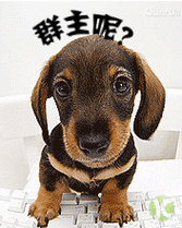 狗狗gif问候gif群主呢gif发红包gif
