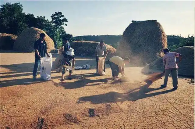 芒种时60年代农村收麦子十分累人母亲磨镰刀一磨好几把