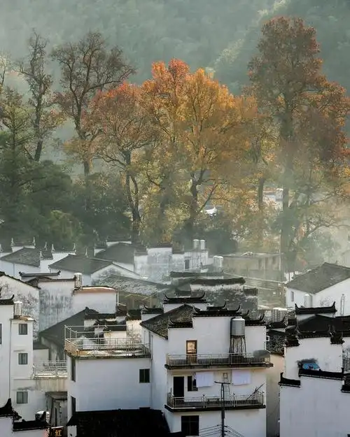 婺源秋季的特色景色,如同一幅水墨画,将大自然的丰收之美展现得淋漓