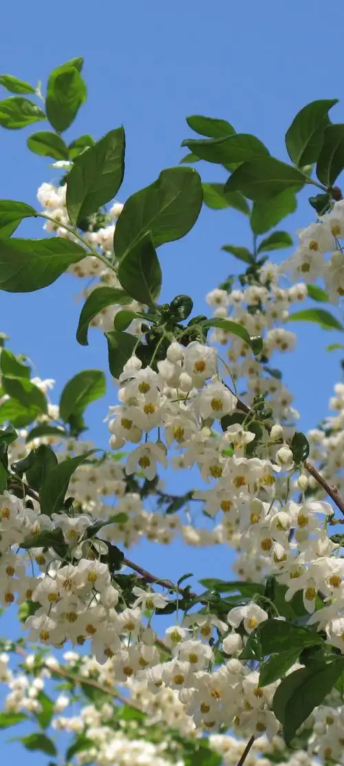 逛公园发现一颗开满小白花的树非常好看不知道是什么花花求助