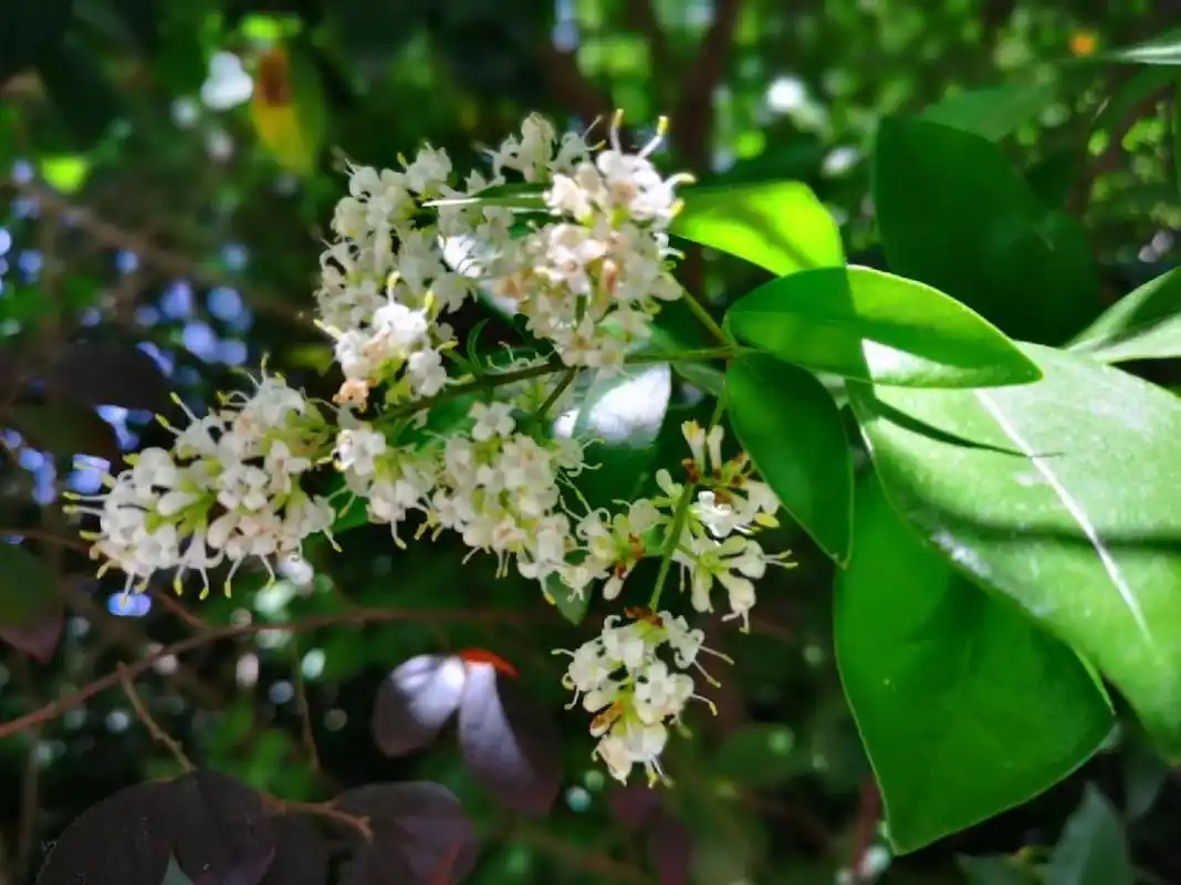 白蜡树开花 白蜡树