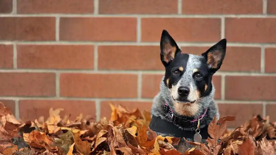 回车桌面>电脑壁纸>动物>忧郁的狗狗> > 电脑壁纸 > 动物 > 忧郁的